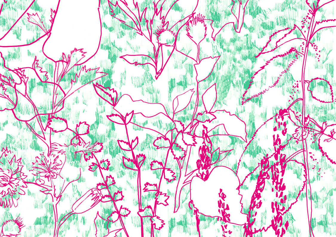 colo-rose-broussaille